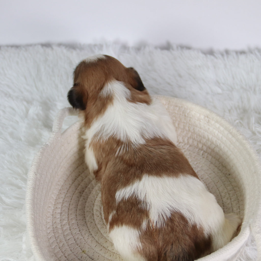 Ronnie - Available 10/7