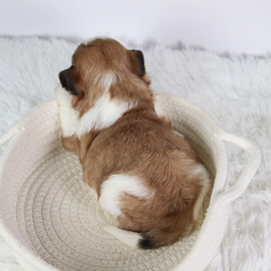 Ashley - Available 10/7