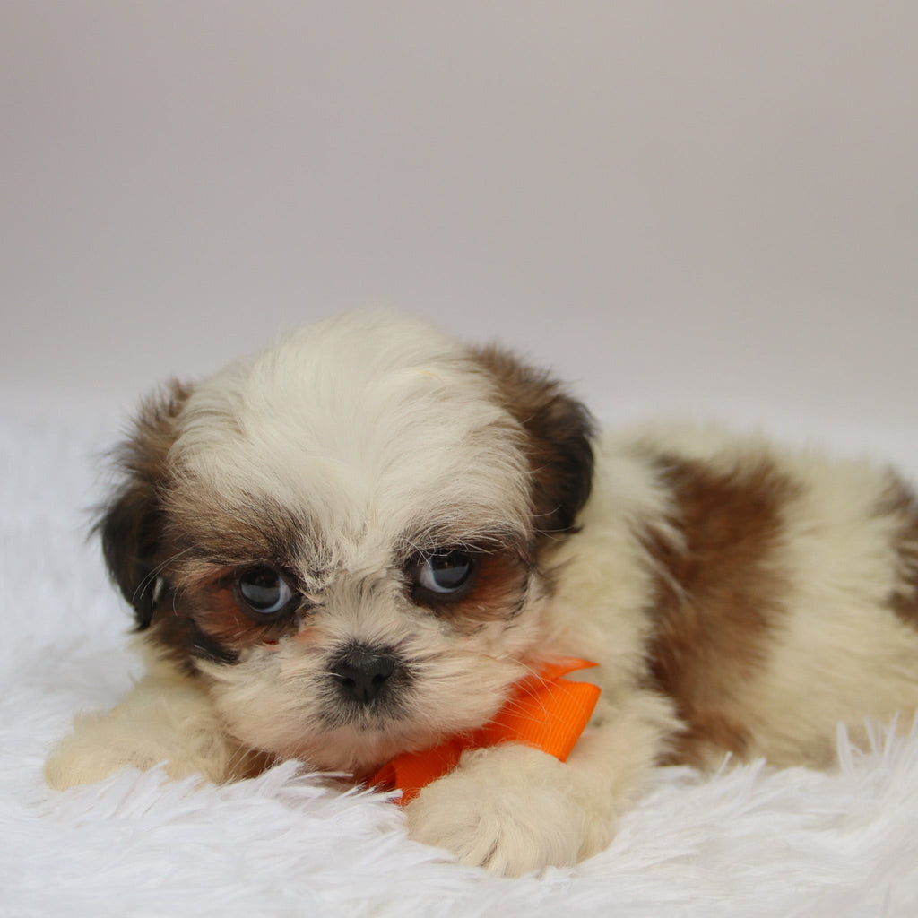 Orlando - Available Now