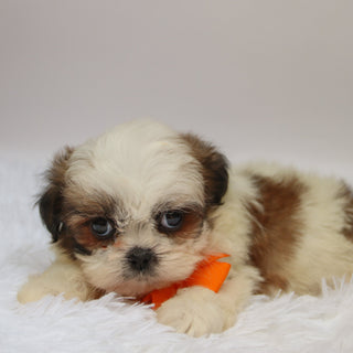 Orlando - Available Now