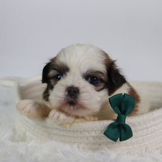 Orlando - Available Now