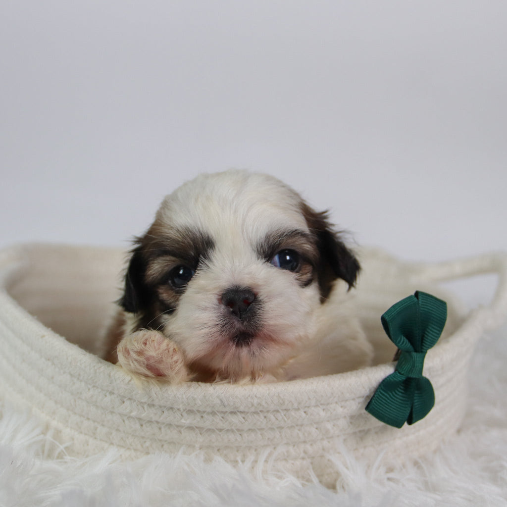 Orlando - Available 10/7