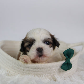 Orlando - Available Now