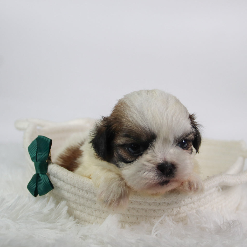 Orlando - Available Now