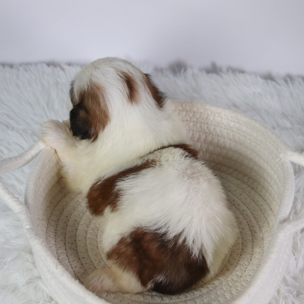 Orlando - Available Now