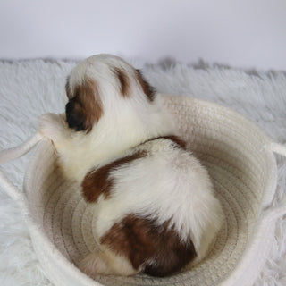 Orlando - Available Now