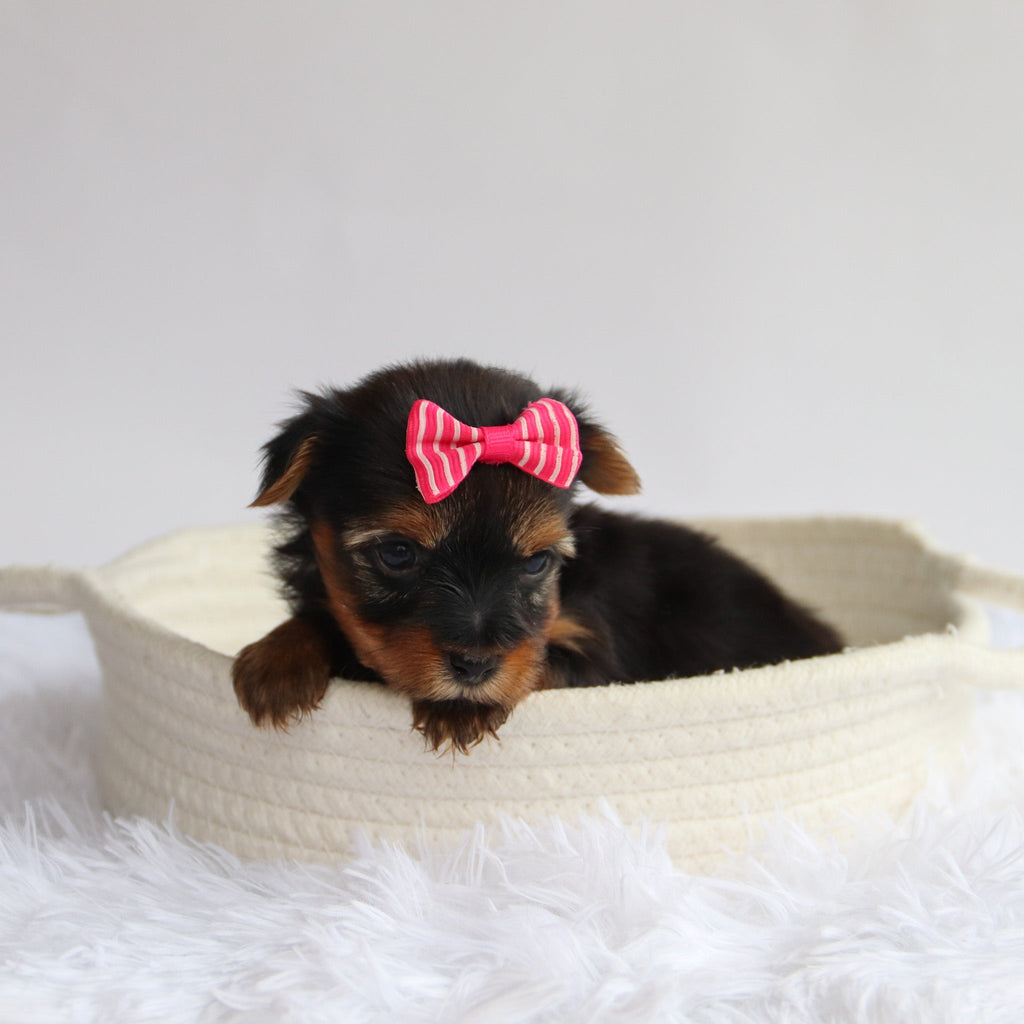 Ivie - Available 9/24