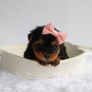 Elena - Available 9/24