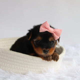 Elena - Available 9/24
