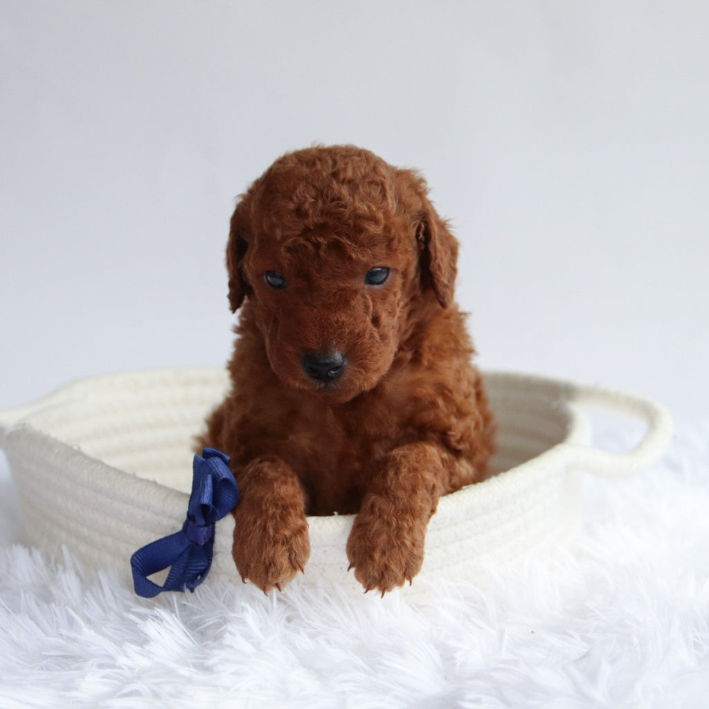 Dax - Available 9/24