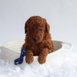 Dax - Available 9/24