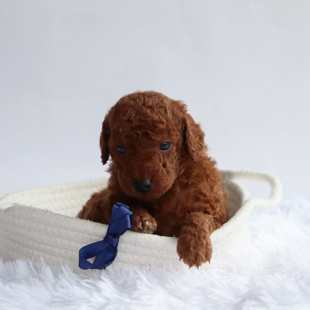 Dax - Available 9/24