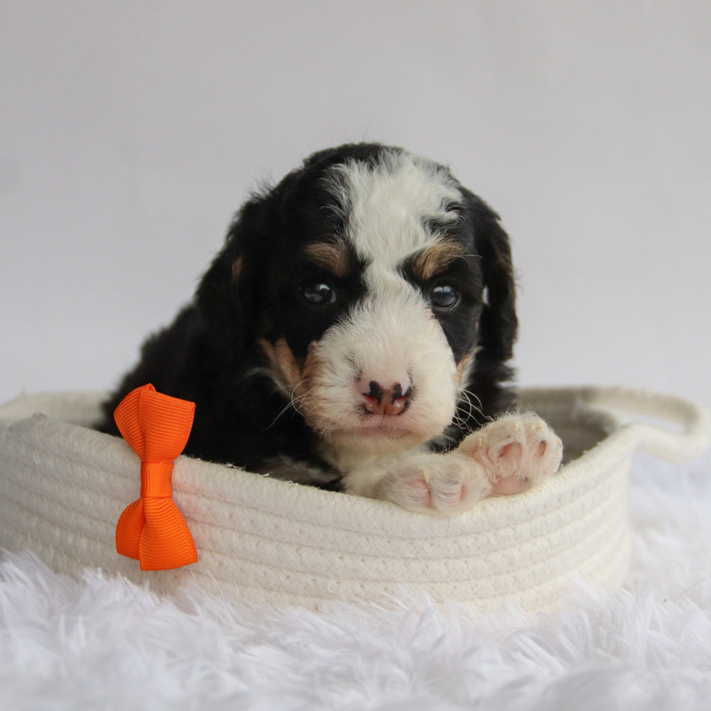 Leonard - Available 9/24