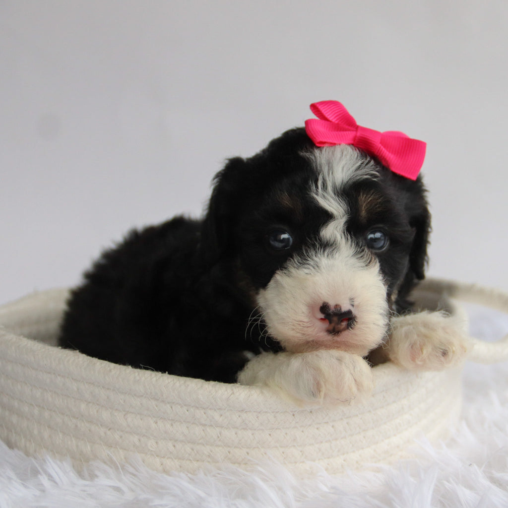 Sierra - Available 9/24