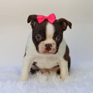 Tillie - Available Now
