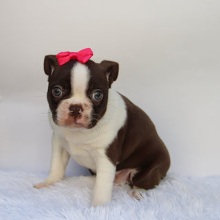 Tillie - Available Now