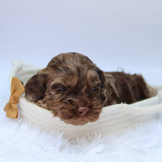 Chad - Available Now