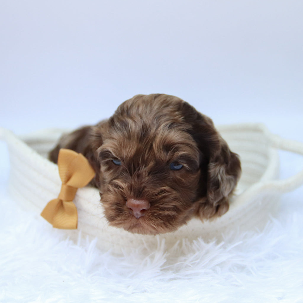 Chad - Available Now