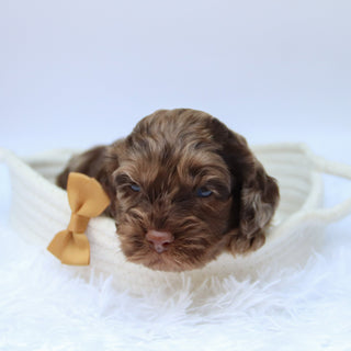 Chad - Available Now