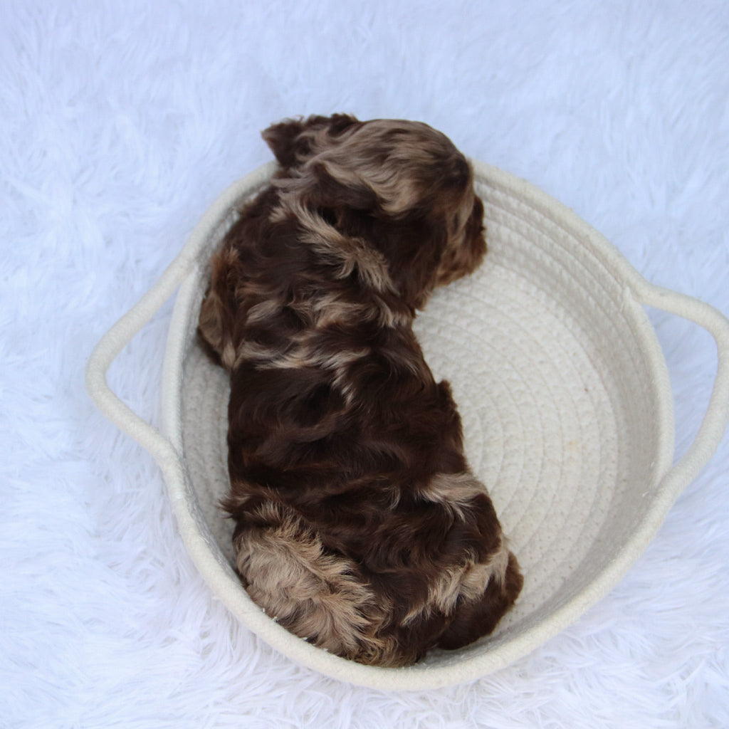 Chad - Available Now