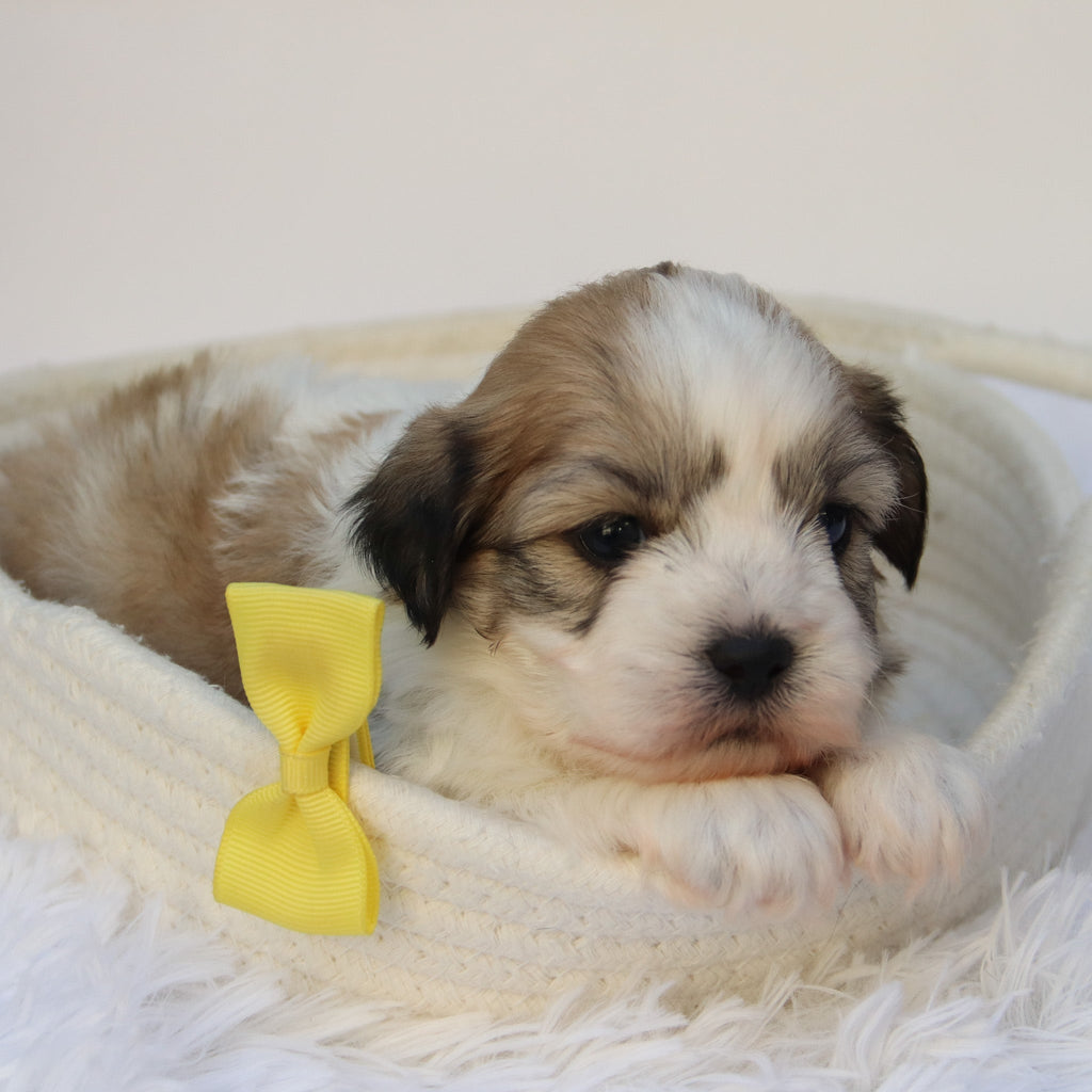 Randy - Available Now