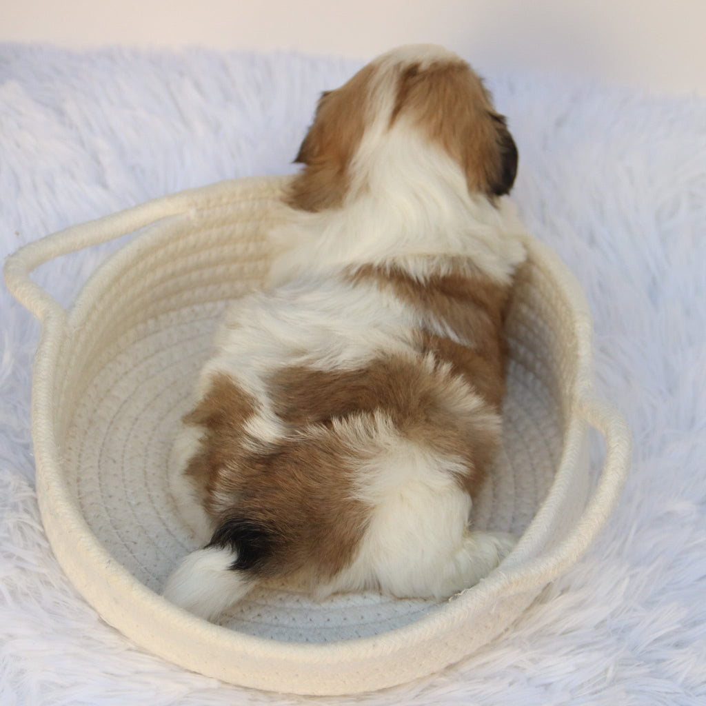 Randy - Available Now