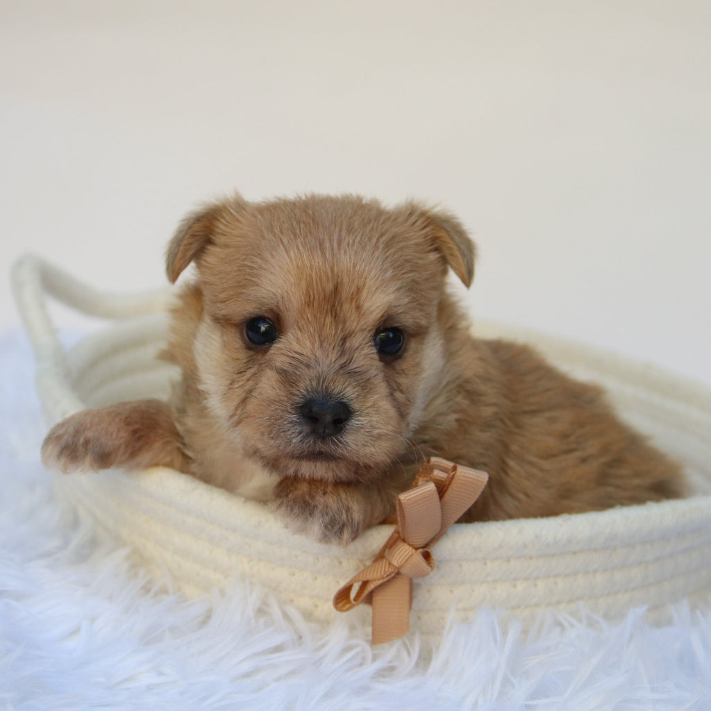 Duke - Available Now