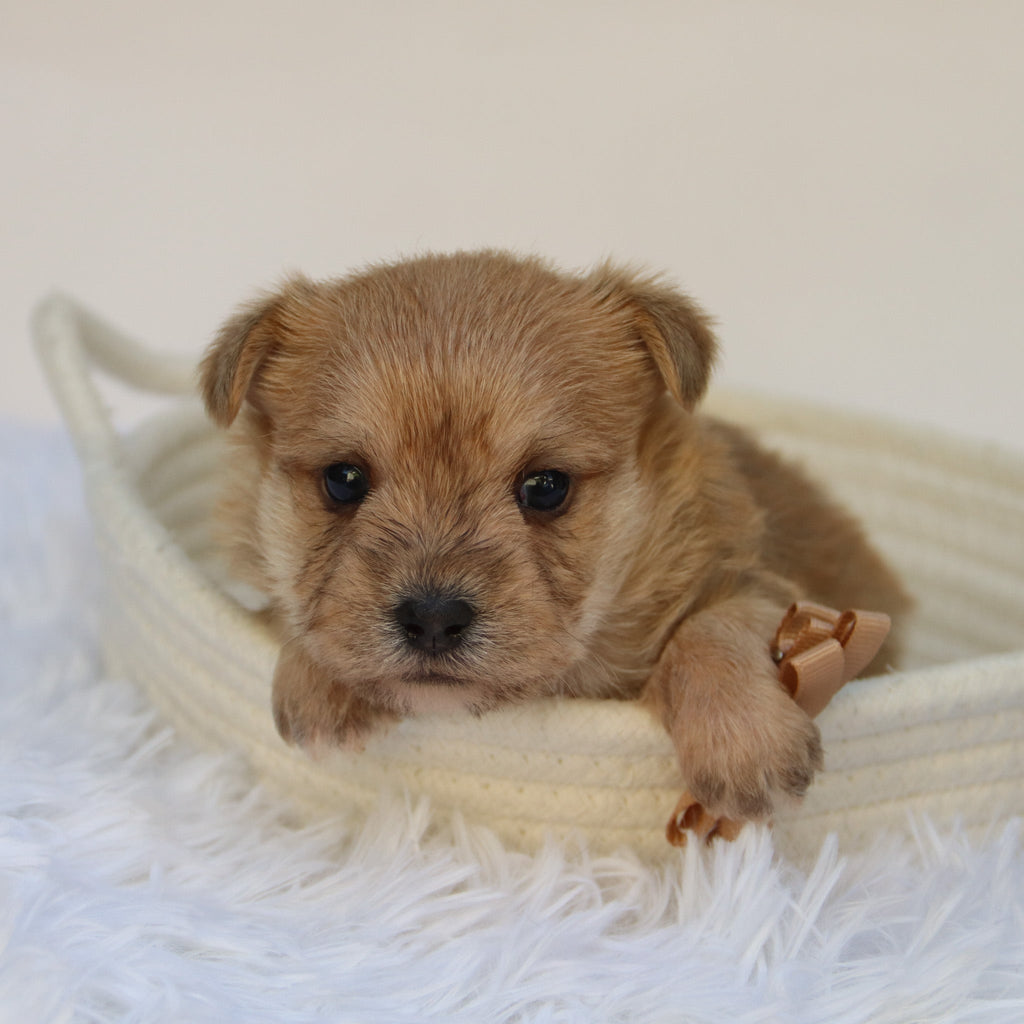 Duke - Available Now