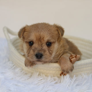 Duke - Available Now