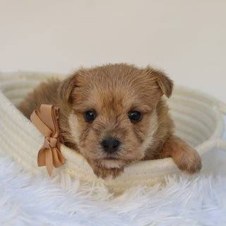 Duke - Available Now