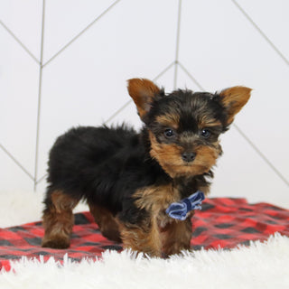 Sawyer - Available 12/17