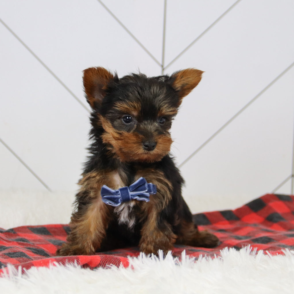 Sawyer - Available 12/17