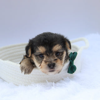 Toby - Available Now