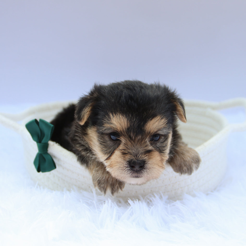 Toby - Available Now