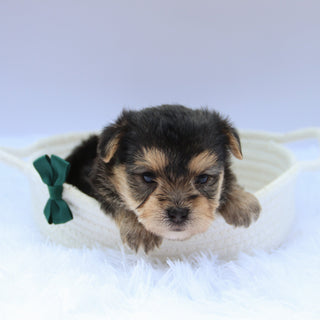 Toby - Available Now