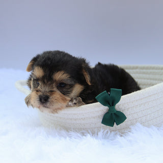 Toby - Available Now