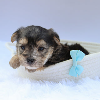 Marlowe - Available Now