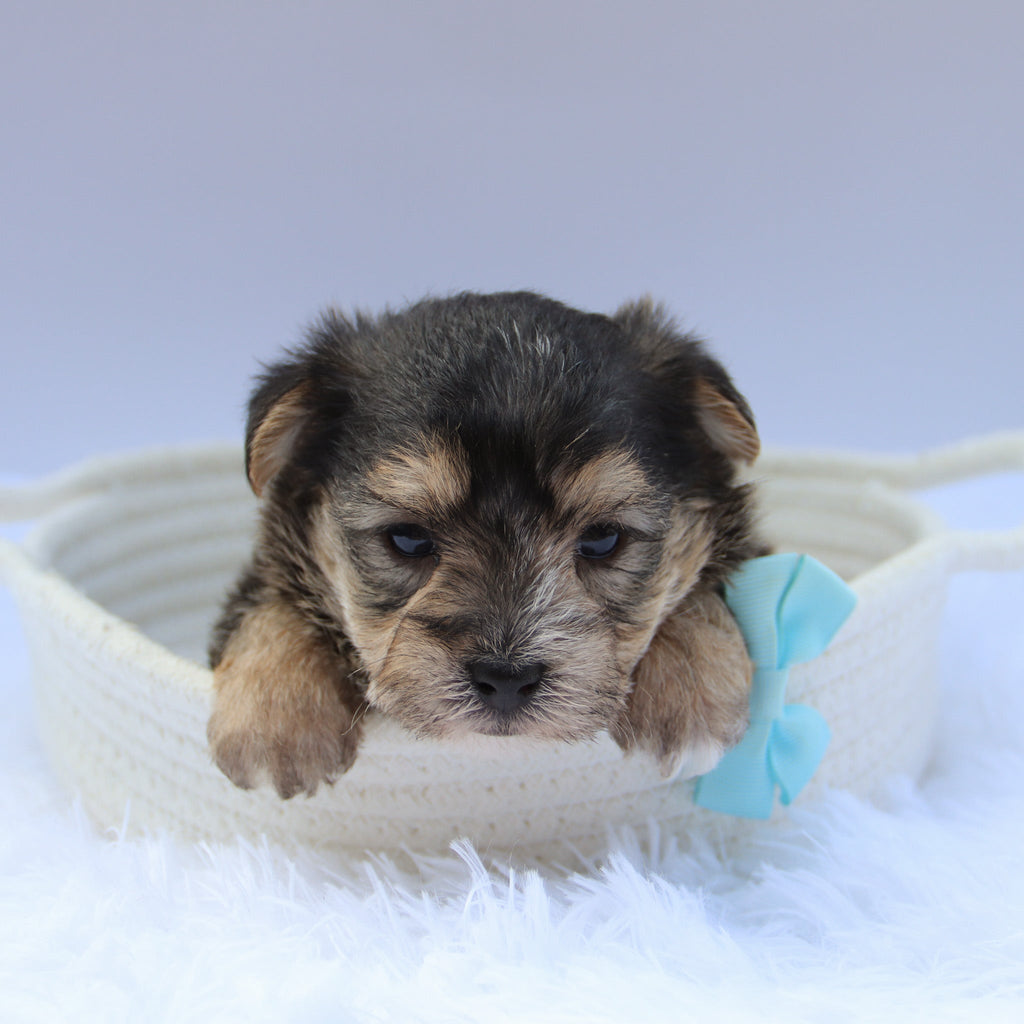 Marlowe - Available Now