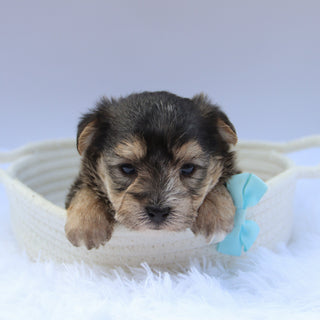 Marlowe - Available Now