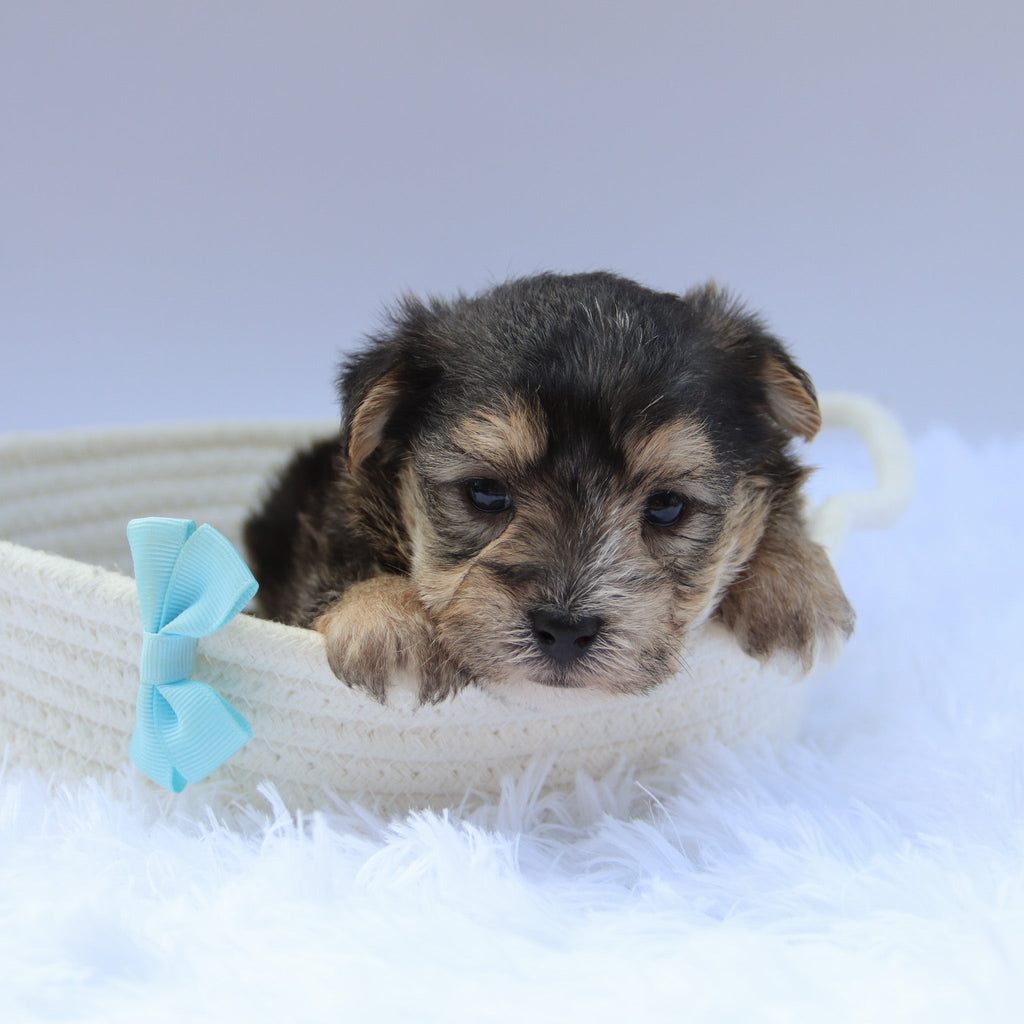 Marlowe - Available Now