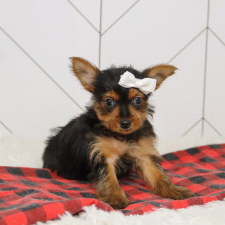 Trudy - Available Now