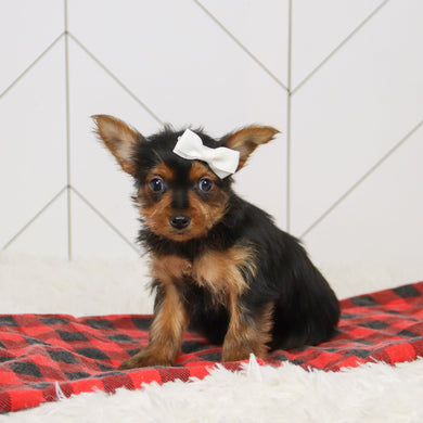 Trudy - Available 12/17