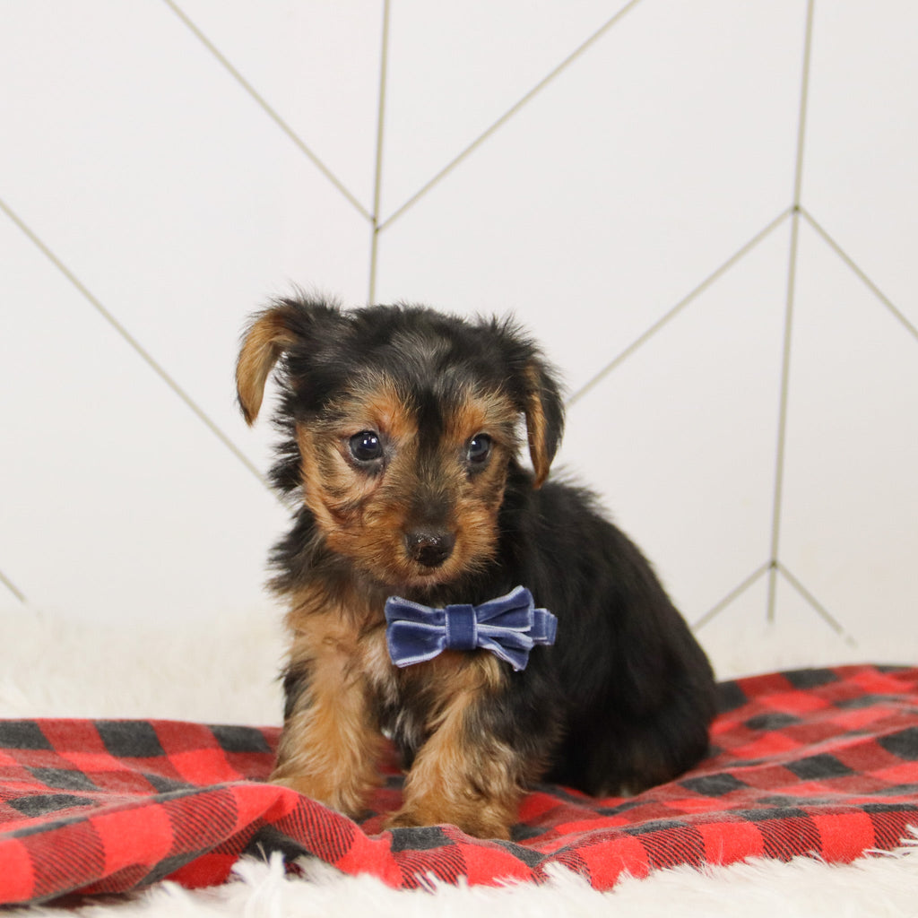 Tegan - Available Now