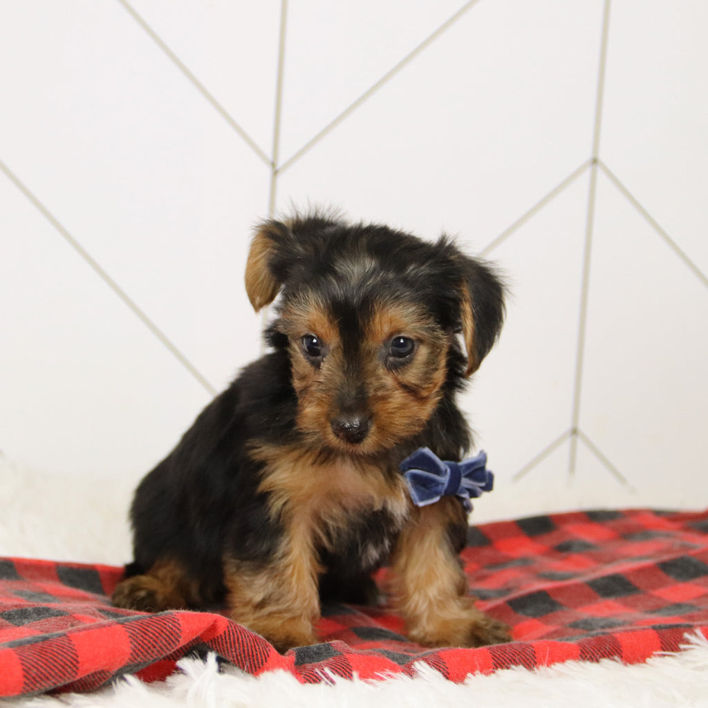 Tegan - Available Now