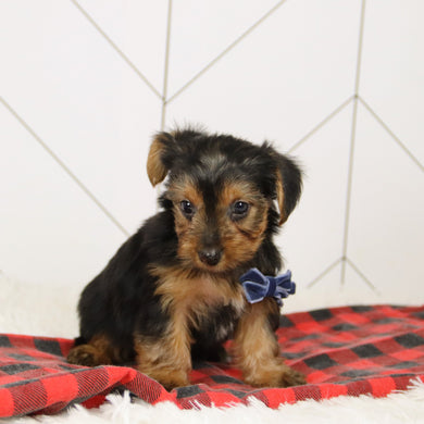 Tegan - Available 12/17