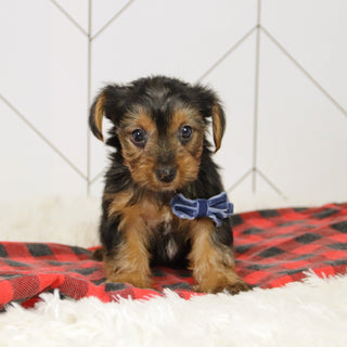 Tegan - Available Now