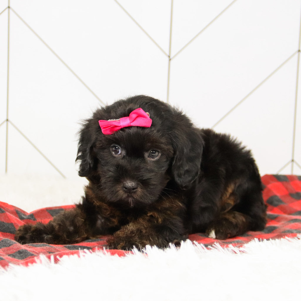 Aurora - Available 12/17