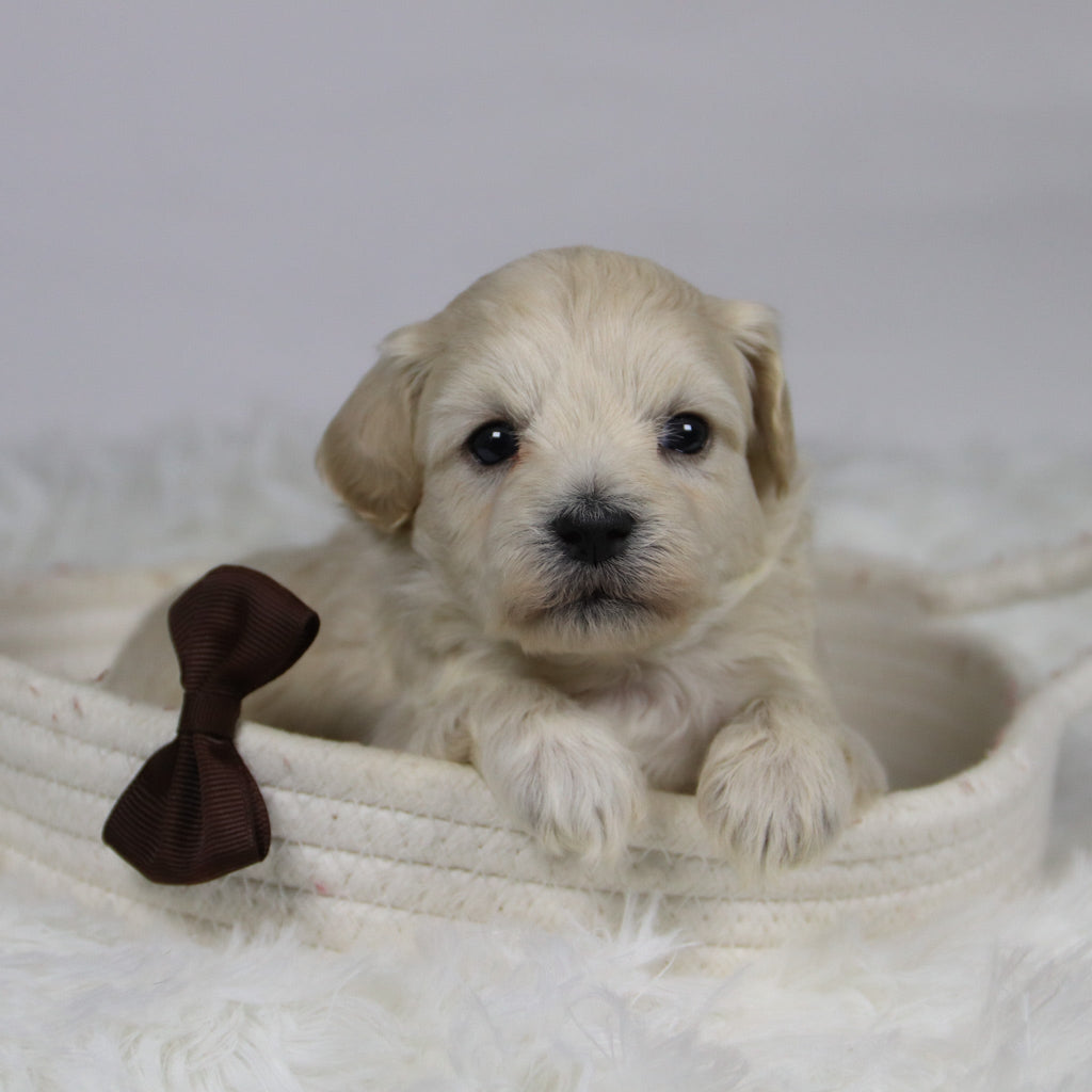 Dylan - Available 12/3