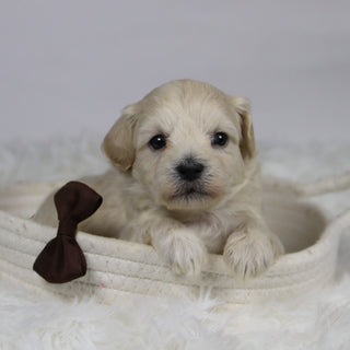 Dylan - Available Now