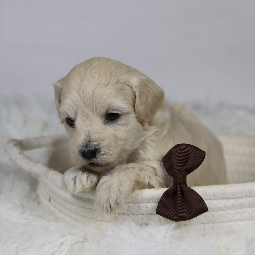 Dylan - Available Now